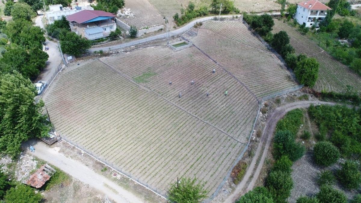 &Ccedil;andır fasulyesi toprakla buluştu