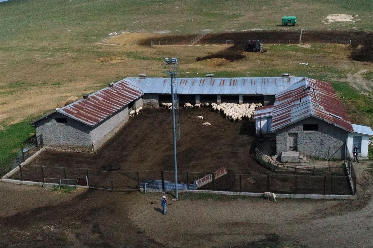 Sivas'ın markası Kangal Akkaraman koyununa talep artıyor