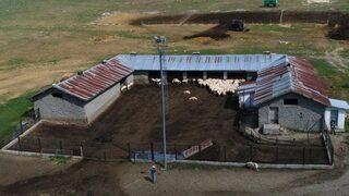 Sivas'ın markası Kangal Akkaraman koyununa talep artıyor