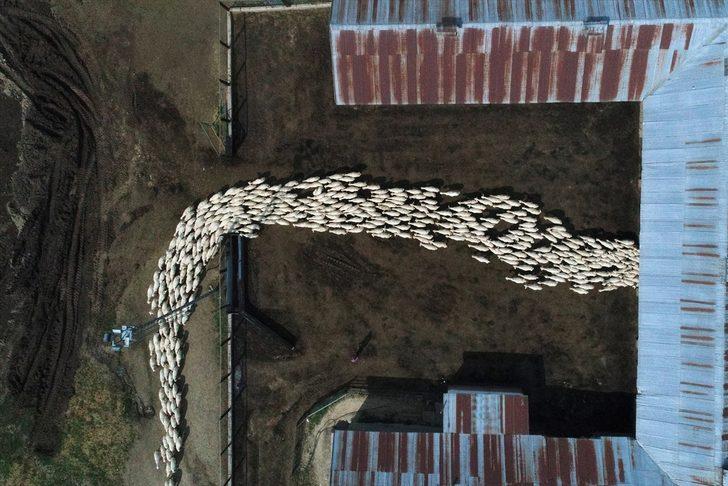 Sivas'ın markası Kangal Akkaraman koyununa talep artıyor G2