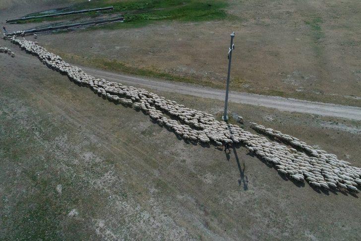 Sivas'ın markası Kangal Akkaraman koyununa talep artıyor G3