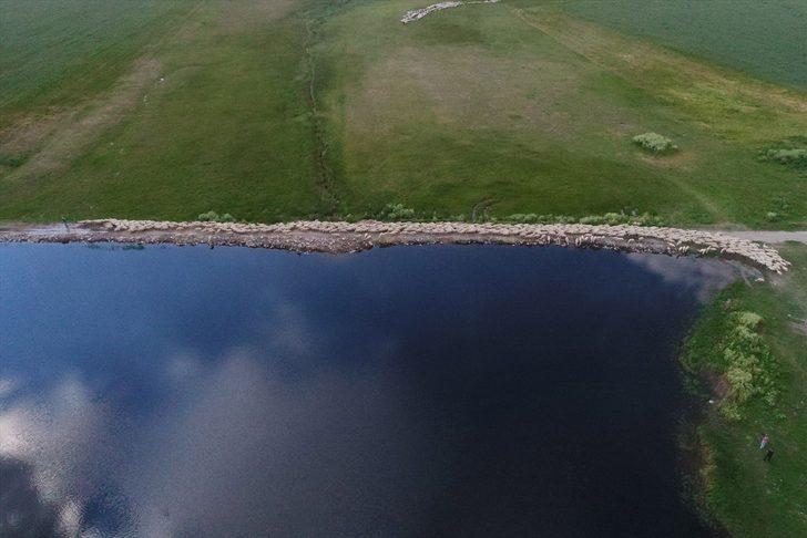 Sivas'ın markası Kangal Akkaraman koyununa talep artıyor G5