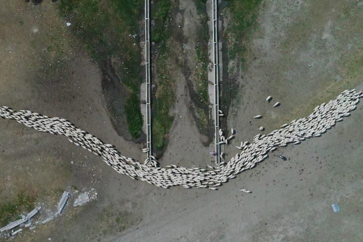 Sivas'ın markası Kangal Akkaraman koyununa talep artıyor G3