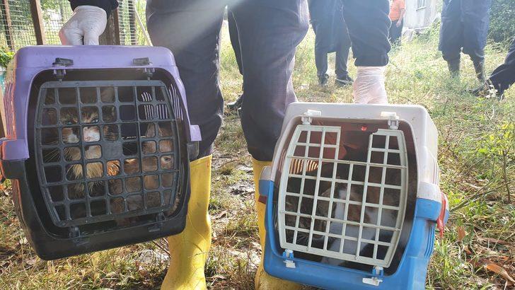 Evini su basan yaşlı kadın kedi ve köpekleri için ağladı G3