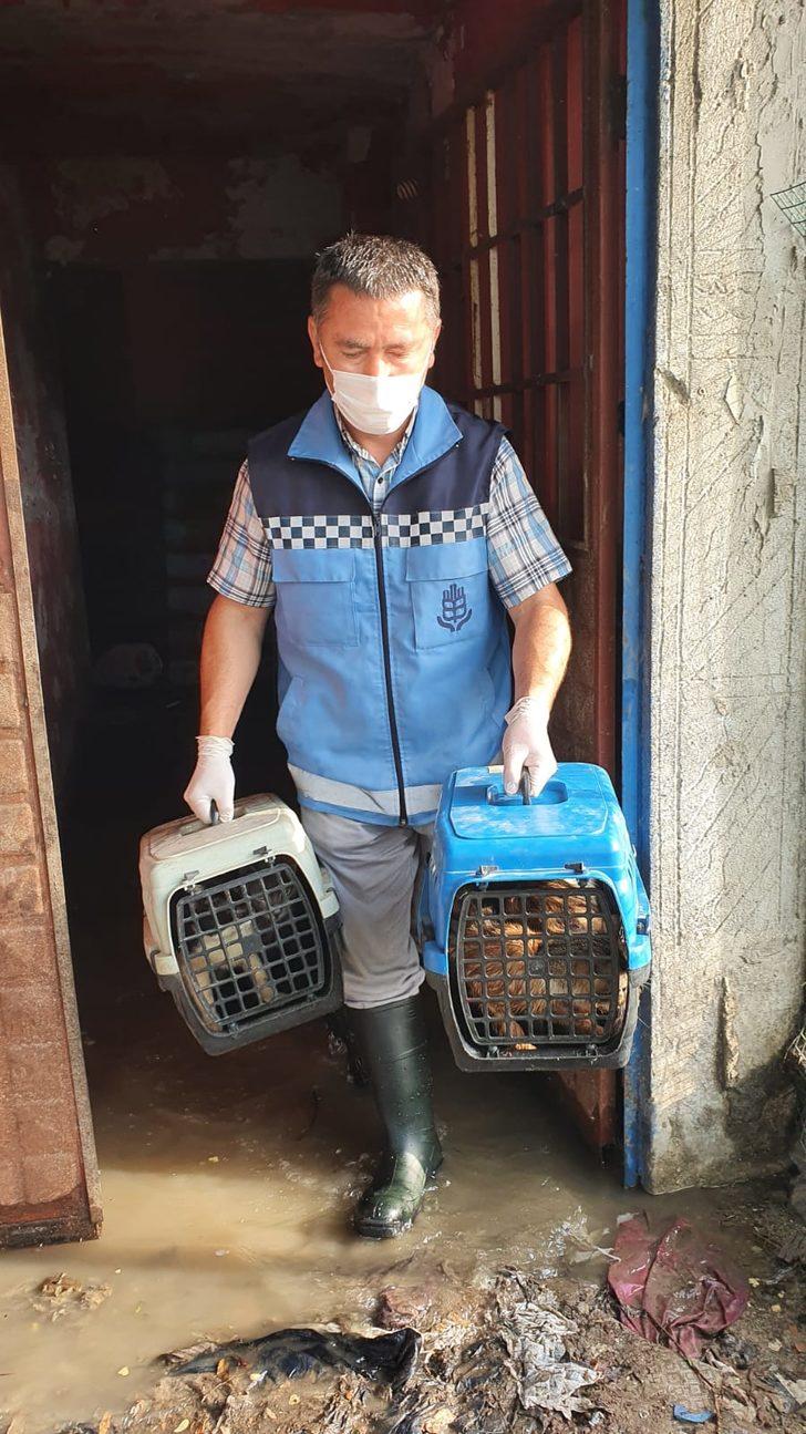 Evini su basan yaşlı kadın kedi ve köpekleri için ağladı G4