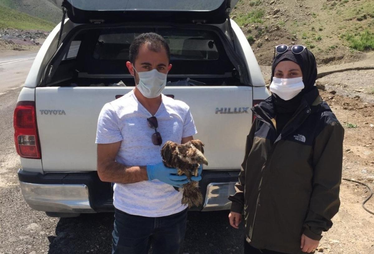 Bitkin bulunan yavru kızıl şahin koruma altına alındı