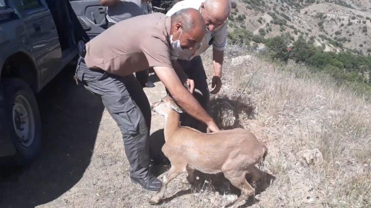 Yolunu kaybeden dağ ke&ccedil;isi, doğal yaşam alanına bırakıldı