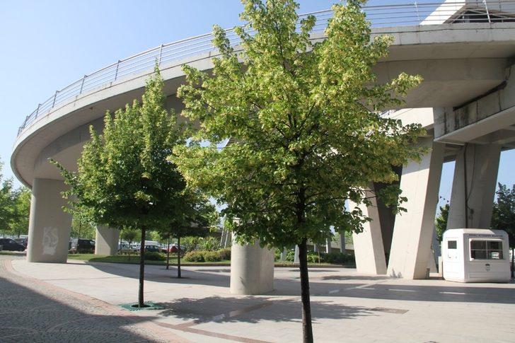 Kocaeli’yi ıhlamur ağaçlarının kokusu bürüdü G4