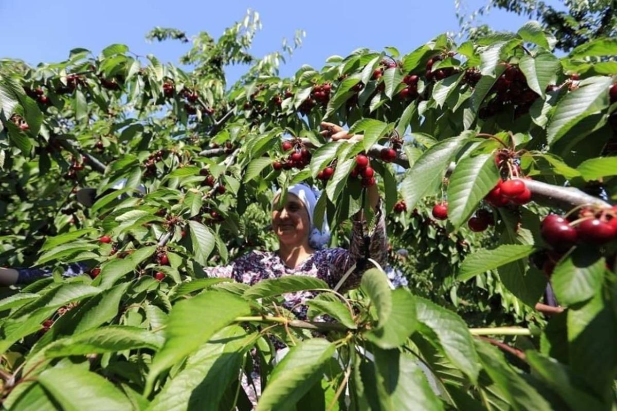 Başkan Y&uuml;ksel: &ldquo;&Ouml;v&uuml;nmek gibi olmasın kirazımızın lezzetine doyulmaz&rdquo;