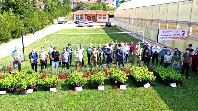 Tokat’ta 13 bin tüplü asma fidanı üretici ile buluştu