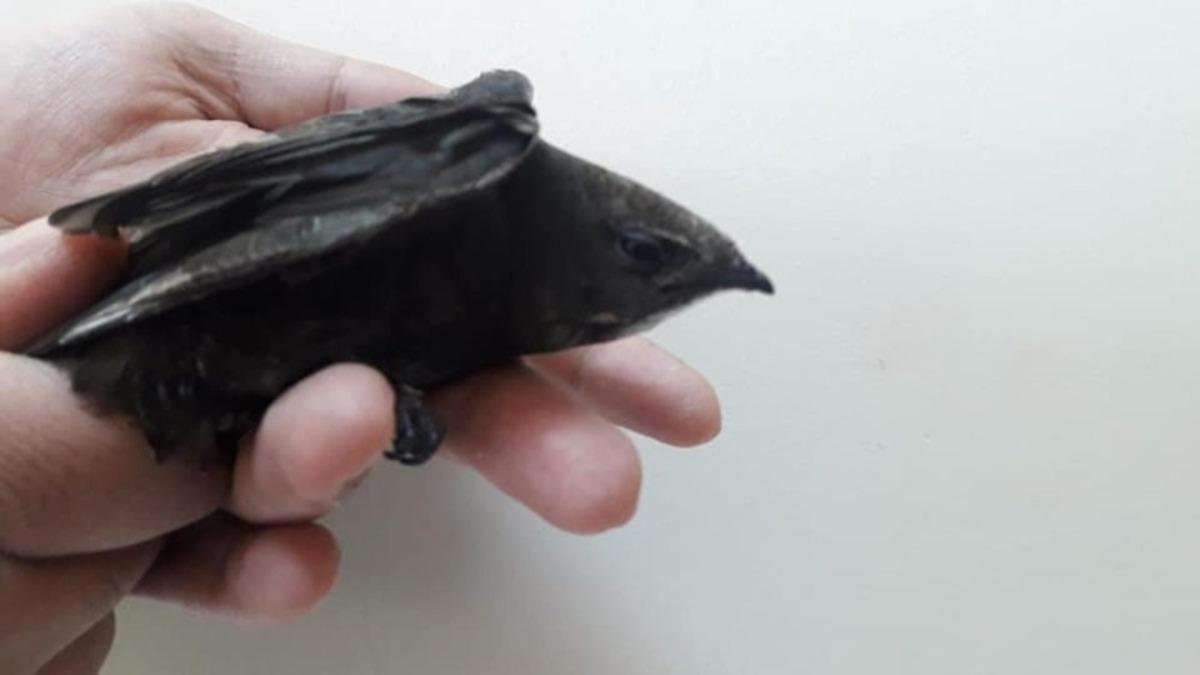 Kars&rsquo;ta Ebabil kuşu ile Kerkenez tedavi altına alındı