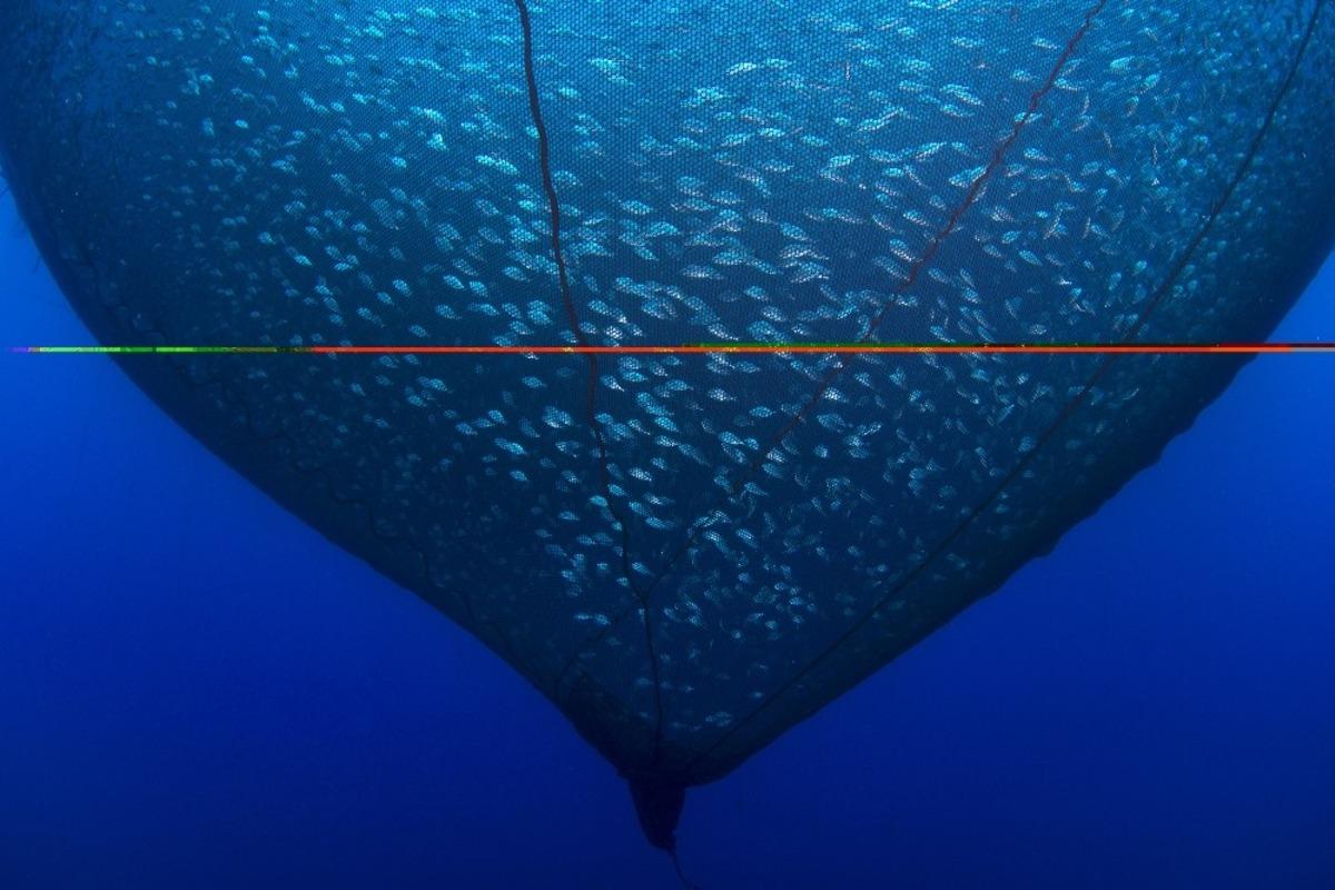 Balığın en g&uuml;zel halini fotoğraflayanlar &ouml;d&uuml;le kavuştu
