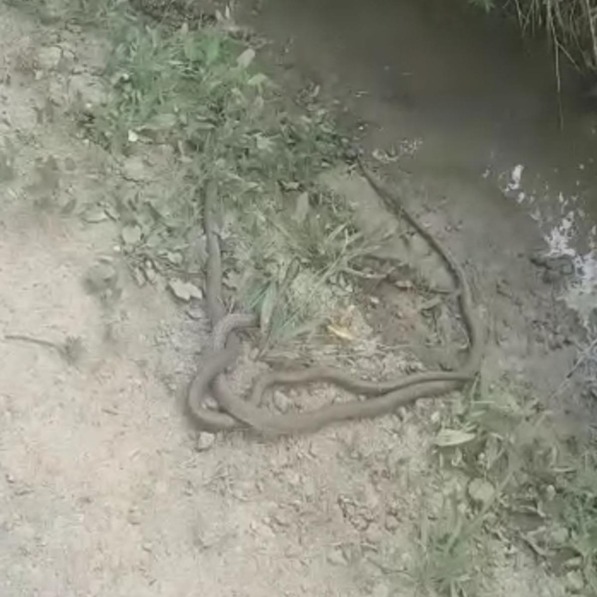 2 metre boyundaki yılanların dansı kamerada