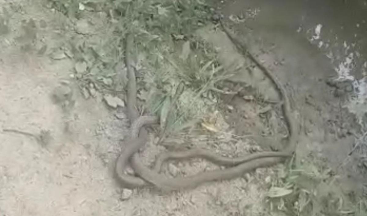 2 metre boyundaki yılanların dansı b&ouml;yle g&ouml;r&uuml;nt&uuml;lendi