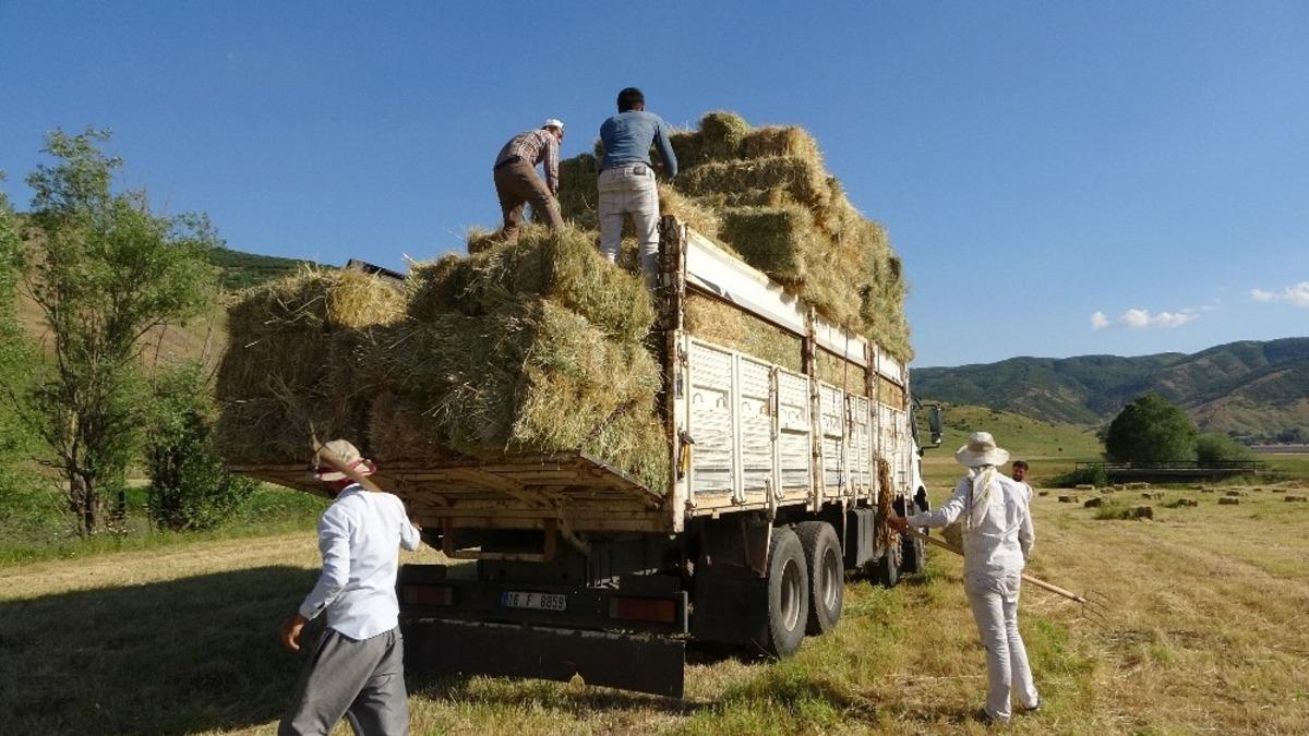Yarış atlarının otları Muş&rsquo;tan