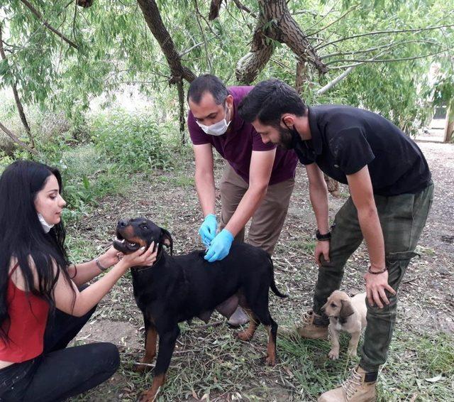 Odunpazarı Belediyesi’nin  hayvanseverlerle işbirliği