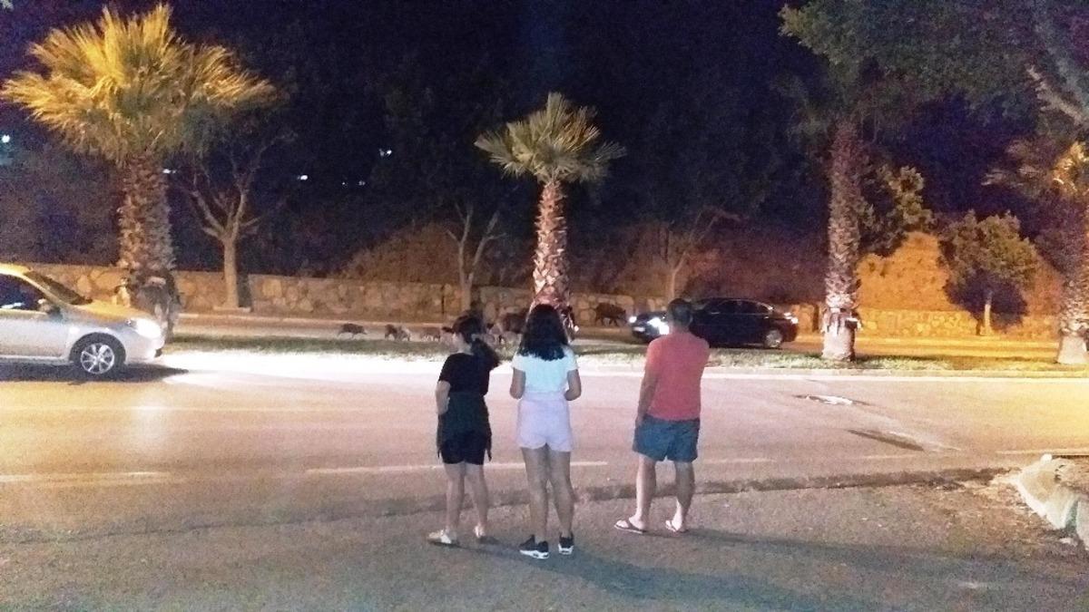 Bodrum&rsquo;da şehre inen domuz ailesi ilgi odağı oldu