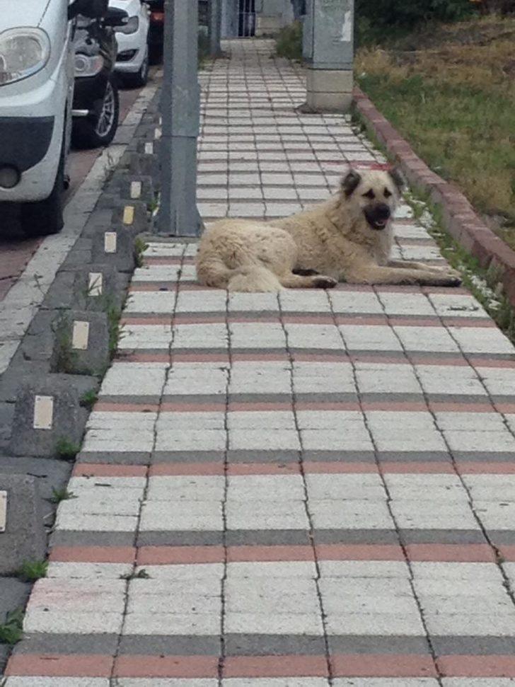 Sultangazi'de küçük çocuk köpek saldırısı sorucu yaralandı G4