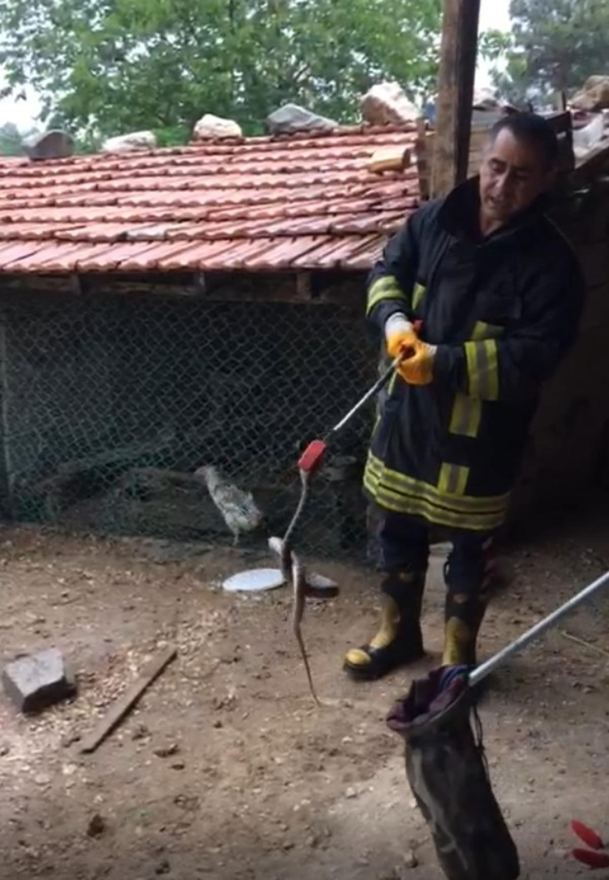 Isparta&rsquo;da tavuk ve civcivi telef eden yılan operasyonla yakalandı