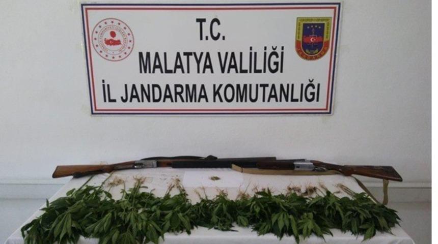 Kayısı bah&ccedil;esinde kenevir ele ge&ccedil;irildi