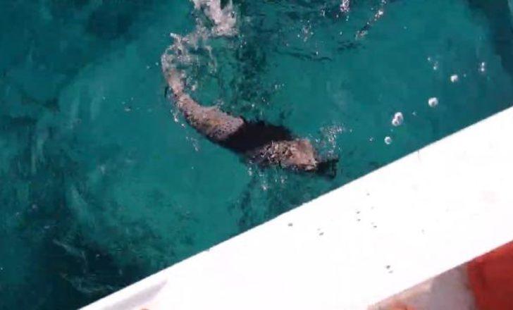 Balon balığından parmağını son anda kurtardı G2