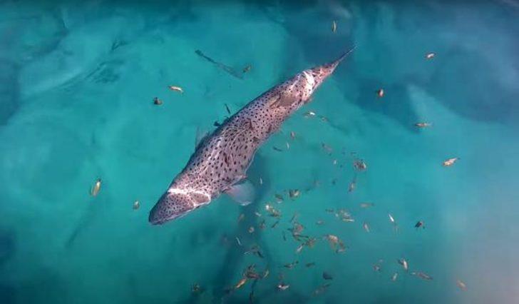 Balon balığından parmağını son anda kurtardı G3