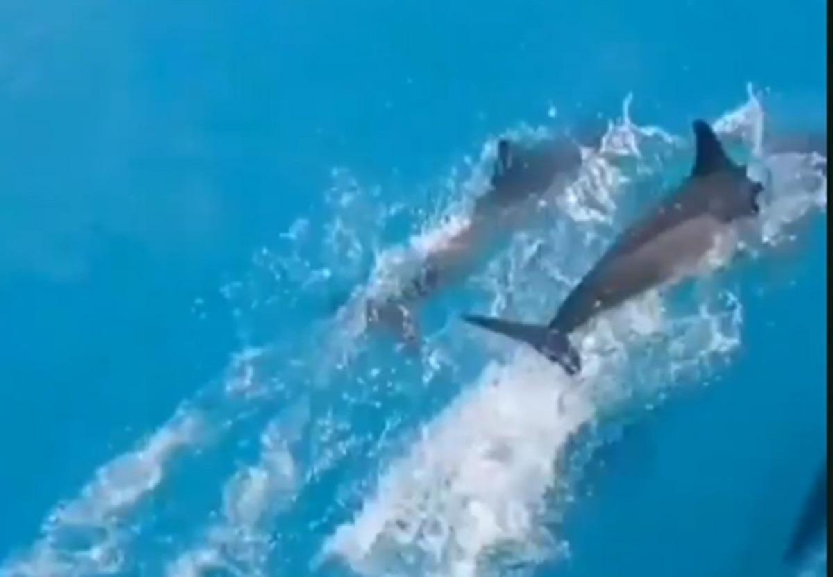 Yunusların g&ouml;rsel ş&ouml;leni telefon kamerasında