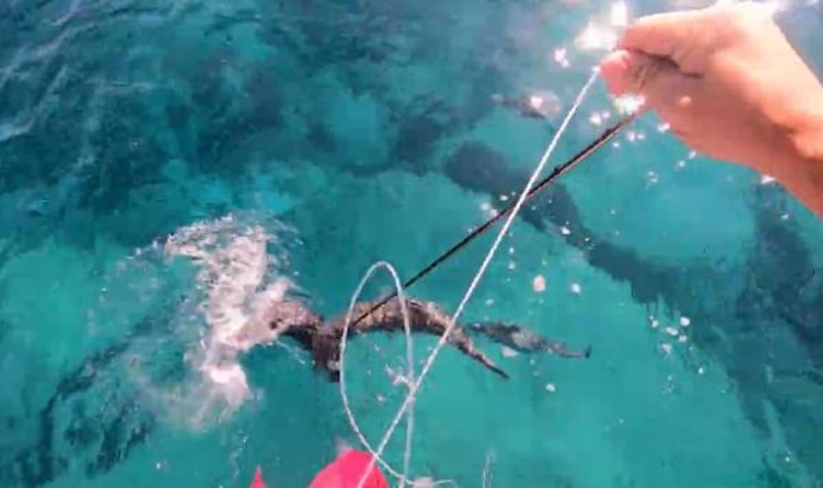 Balon balığından parmağını son anda kurtardı