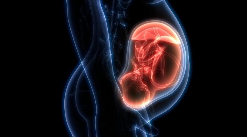 Plasenta nedir, nasıl oluşur, ne işe yarar, g&ouml;revleri nelerdir?