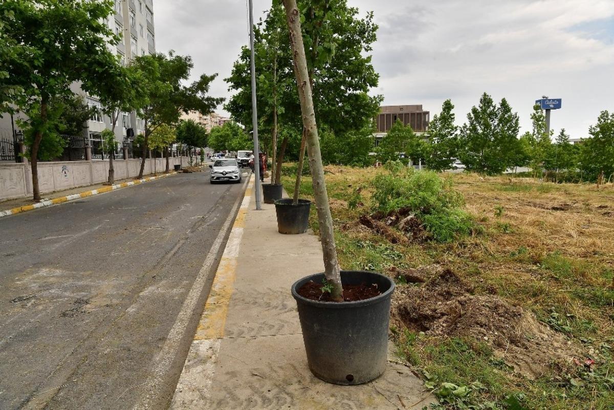 Devrilen 83 ağacın yerini &ccedil;ınar ağa&ccedil;ları alıyor