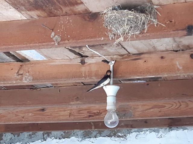 Kırlangıçların yavruları uçana kadar tadilata ara verdi