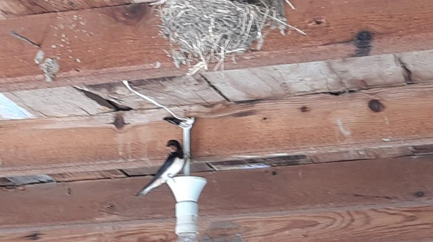 Kırlangı&ccedil;ların yavruları u&ccedil;ana kadar tadilata ara verdi