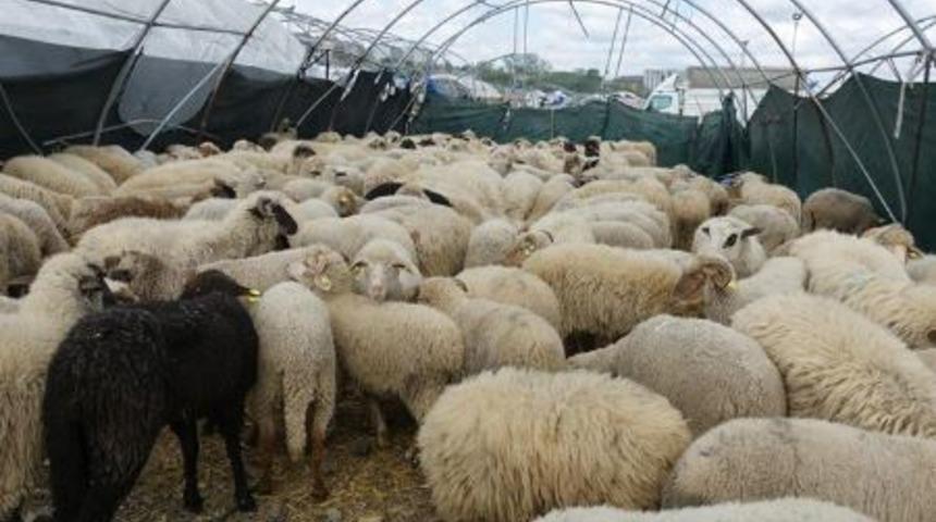 2020 Kurban Bayramı tatili kaç gün olacak? Kurban Bayramı tatil süresi açıklandı mı?