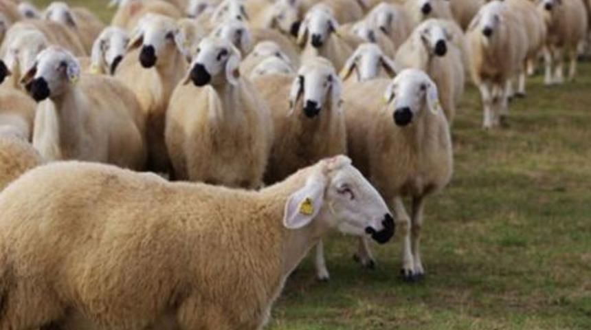 Küçükbaş kurbanlık fiyatları 2020 - CarrefourSA, Migros, BİM, A101 küçükbaş koç, keçi kurbanlık fiyatları kaç para?