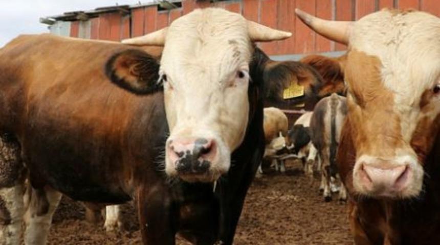 B&uuml;y&uuml;kbaş 2020 kurbanlık fiyatları belli oldu mu, kurbanlıklar ka&ccedil; paradan başlıyor?