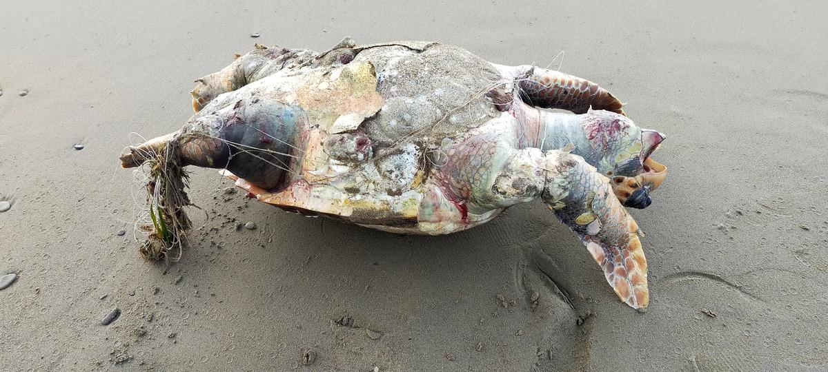 Hayalet ağlar caretta carettaları &ouml;ld&uuml;r&uuml;yor