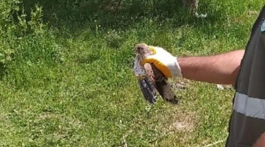 Kerkenezler sağlığına kavuşturuldu