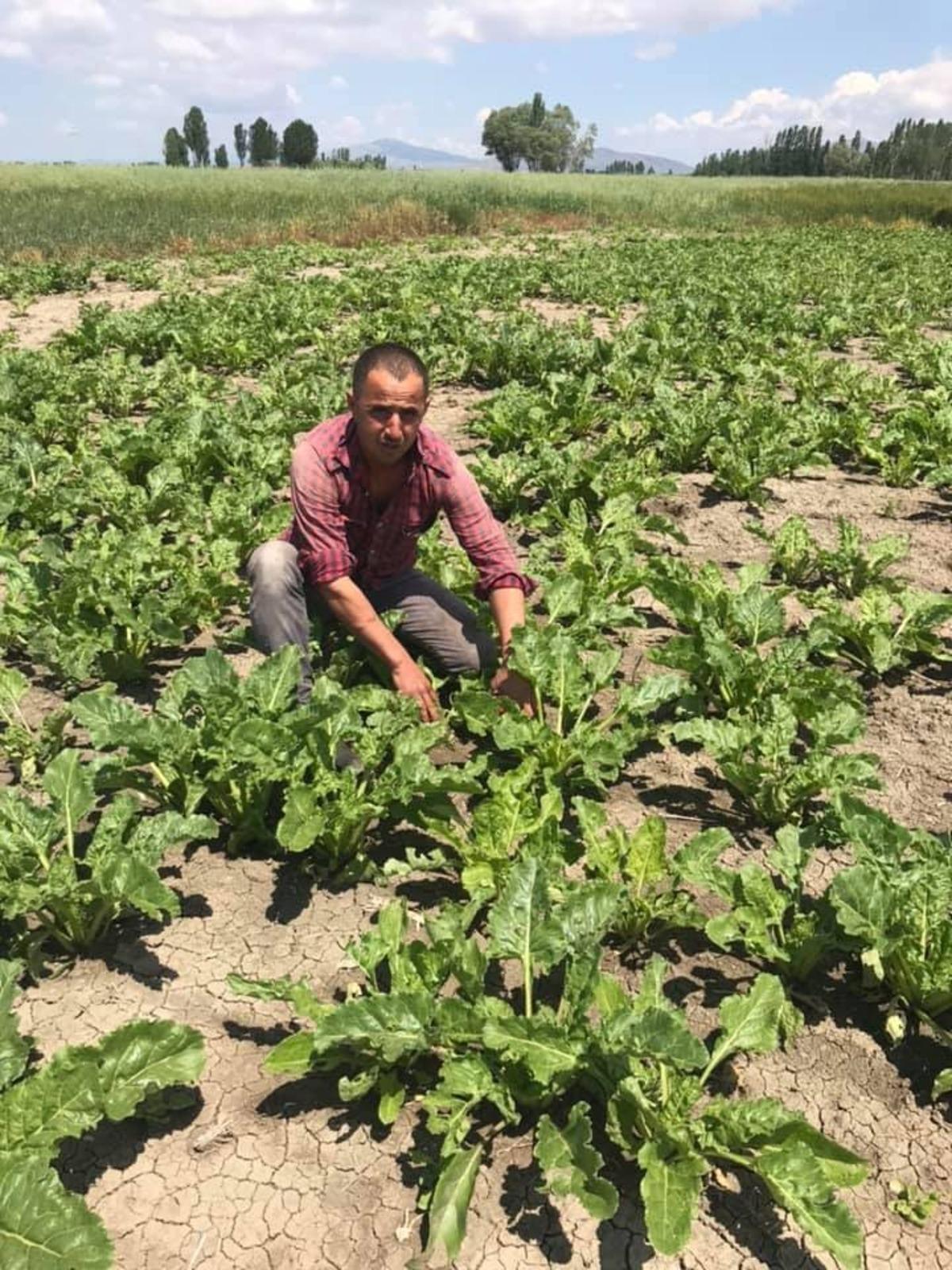 Altıntaş&rsquo;ta 200 bin ton pancar rekoltesi bekleniyor