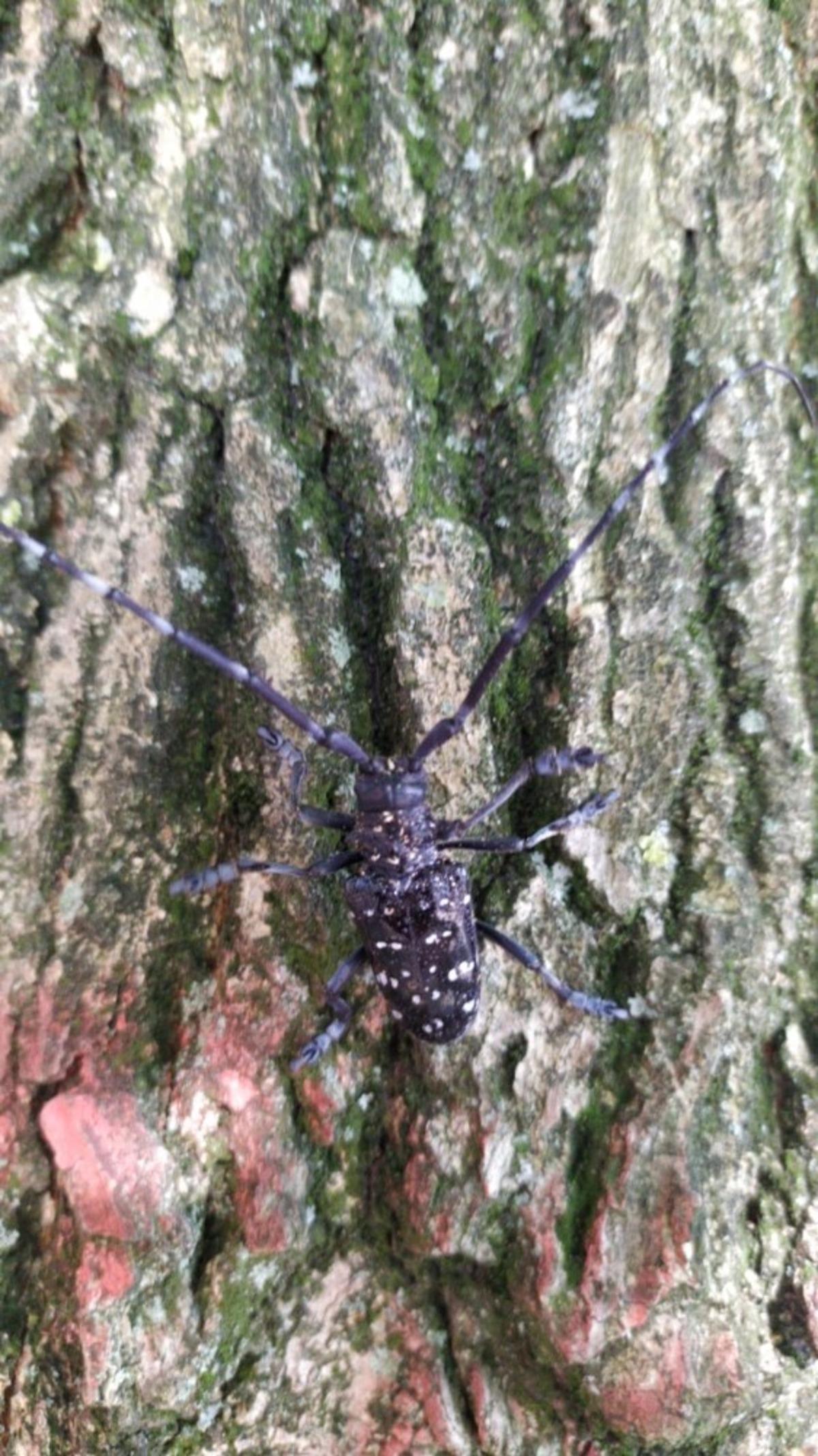 Turun&ccedil;gil Uzun Antenli B&ouml;ceği&rsquo;ne karşı ila&ccedil;lama yapılıyor