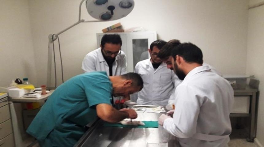 Hayvan deneyi uygulama ve araştırma merkezi faaliyetleri ile göz dolduruyor