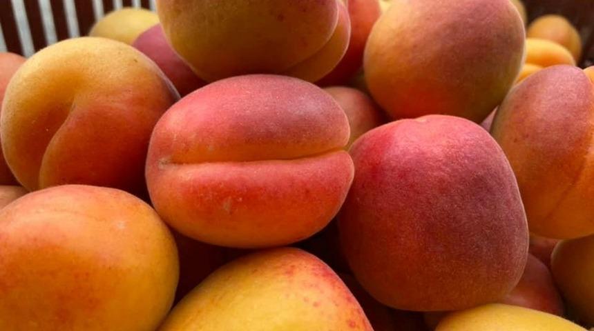 Mut&rsquo;tan Malatya&rsquo;ya kayısı tepkisi