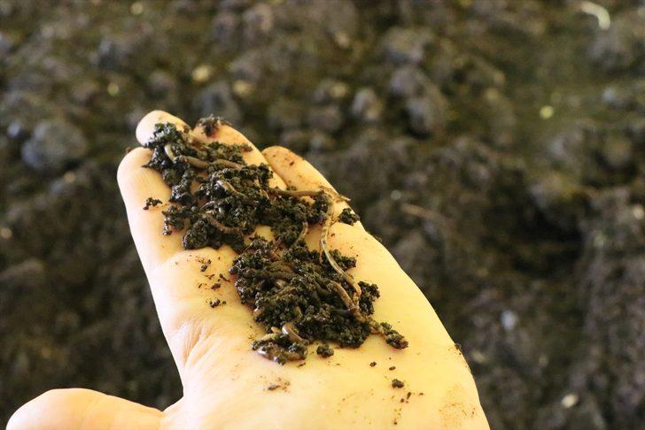 Hataylı kadın girişimci 4 milyon solucanla gübre üretiyor G5