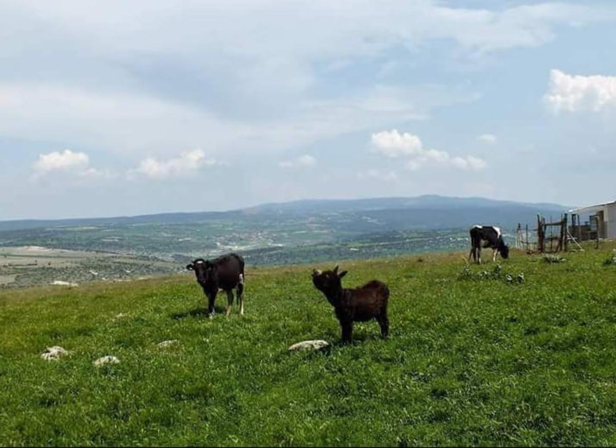 Başkan G&uuml;rel: "Hayvancılık ana ge&ccedil;im kaynağımız"