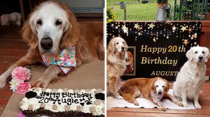 D&uuml;nyanın en yaşlı Golden Retriever&rsquo;ı 20 yaşında