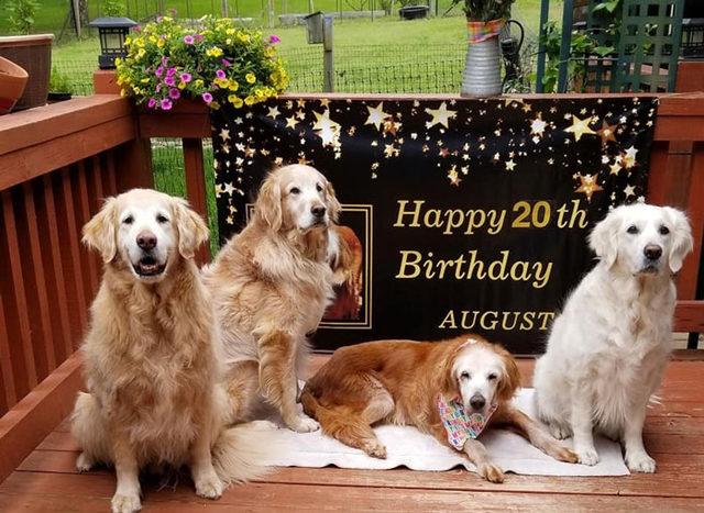 oldest-known-golden-retriever-august-20yo-4-5ef31ce817dac__700