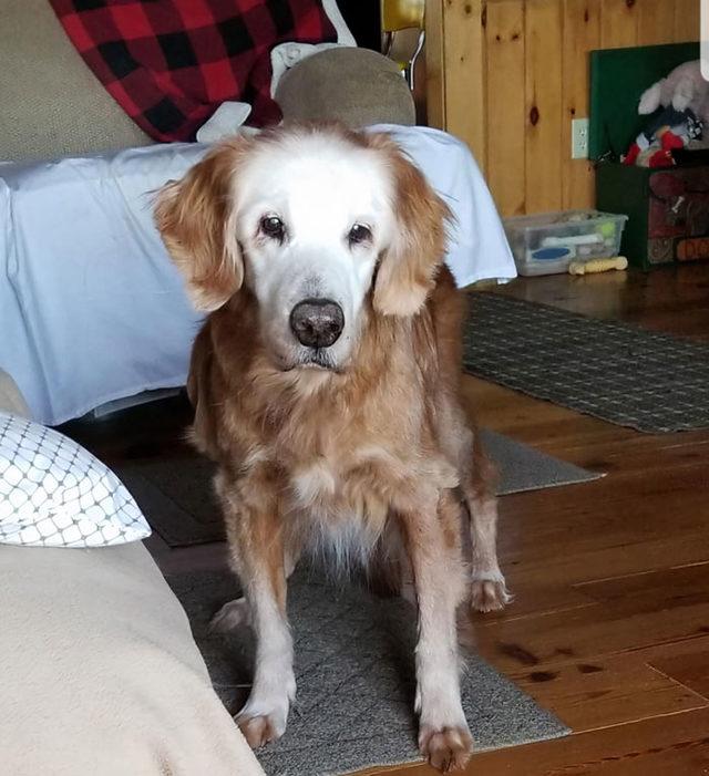 oldest-known-golden-retriever-august-20yo-3-5ef31ce61f01c__700