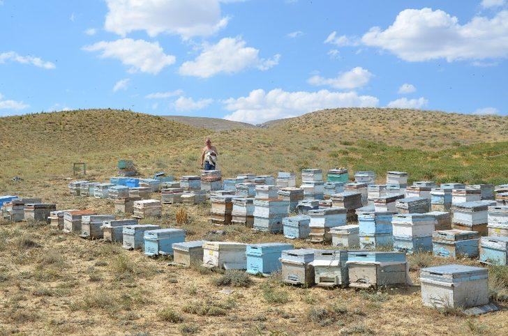 Darendeli Arıcılar, bu yıl verim yüksekliğinden umutlu G2