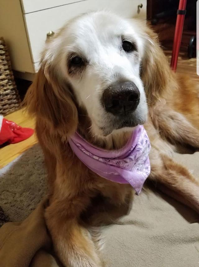 oldest-known-golden-retriever-august-20yo-5-5ef31ce99e1be__700