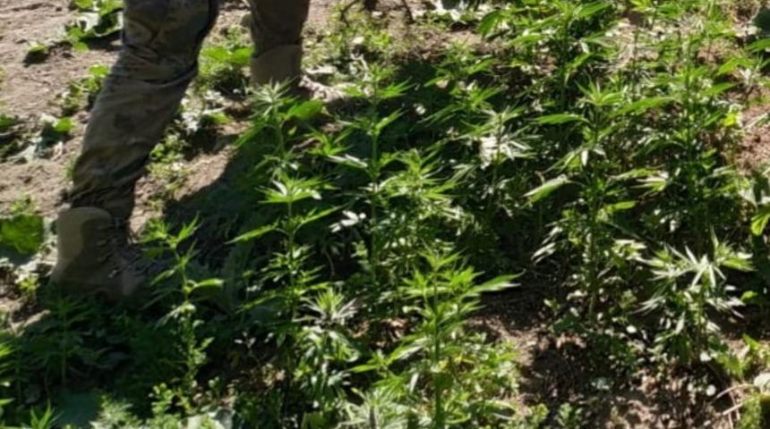 Arpa&ccedil;ay&rsquo;da kenevir ele ge&ccedil;irildi