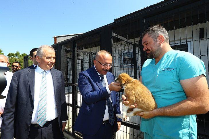 Vali Atik, sokak hayvanlarını sahiplenme çağrısında bulundu G2